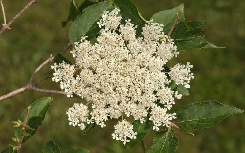 Can You Eat Queen Anne's Lace?