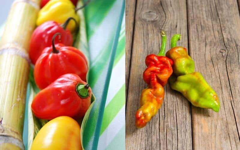 Scotch Vs Ghost Pepper (Major Differences)