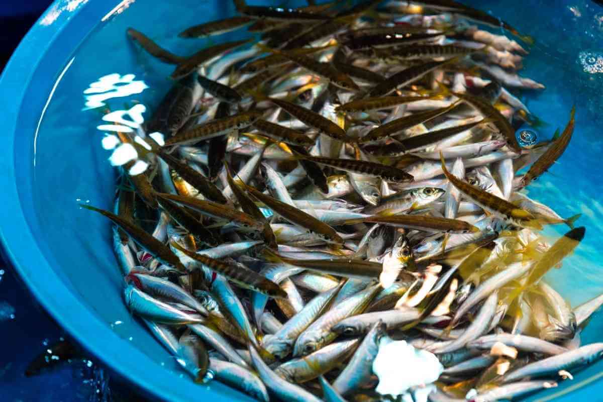 9 Best Bonito Flakes Substitutes