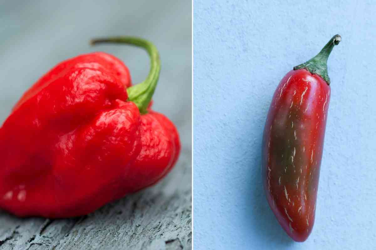 Carolina Reaper Vs Jalapeno Pepper (What’s The Difference?)