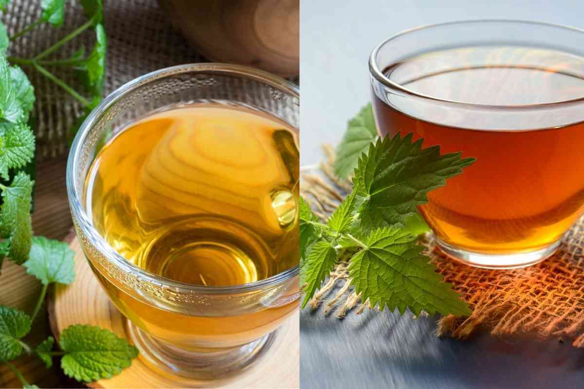 Lemon Balm Vs Mint Major Differences