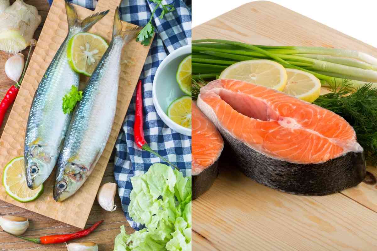 Sardine Vs Tuna Are They The Same?
