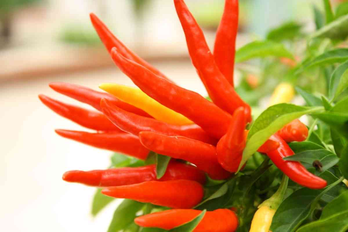 Sind Zierpaprika essbar? (Wie schmeckt es?)