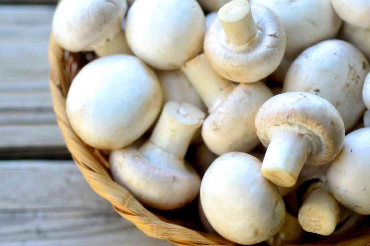 10 Best Porcini Mushroom Substitutes