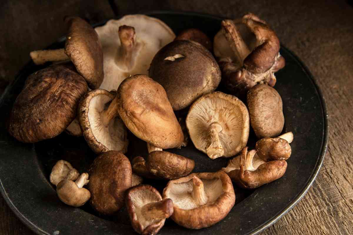 10 Best Porcini Mushroom Substitutes