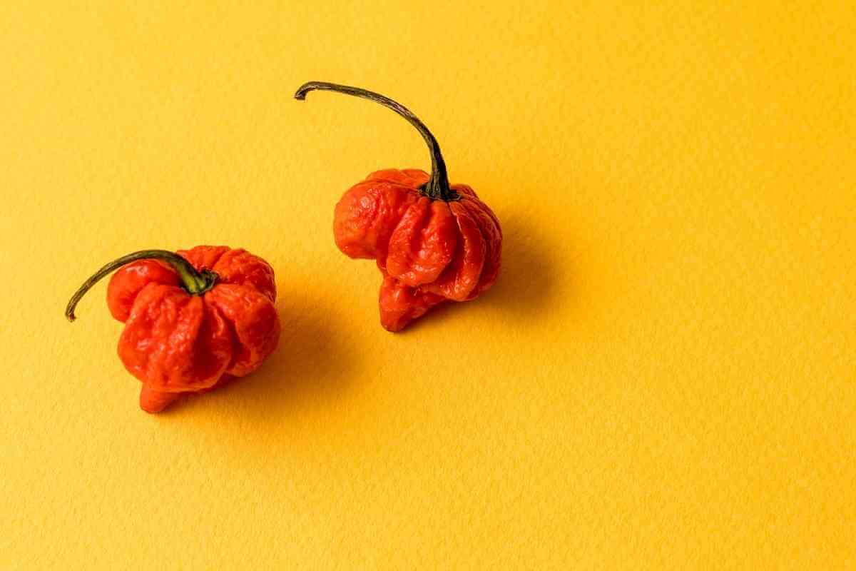 7 Pot Primo Pepper Vs Carolina Reaper