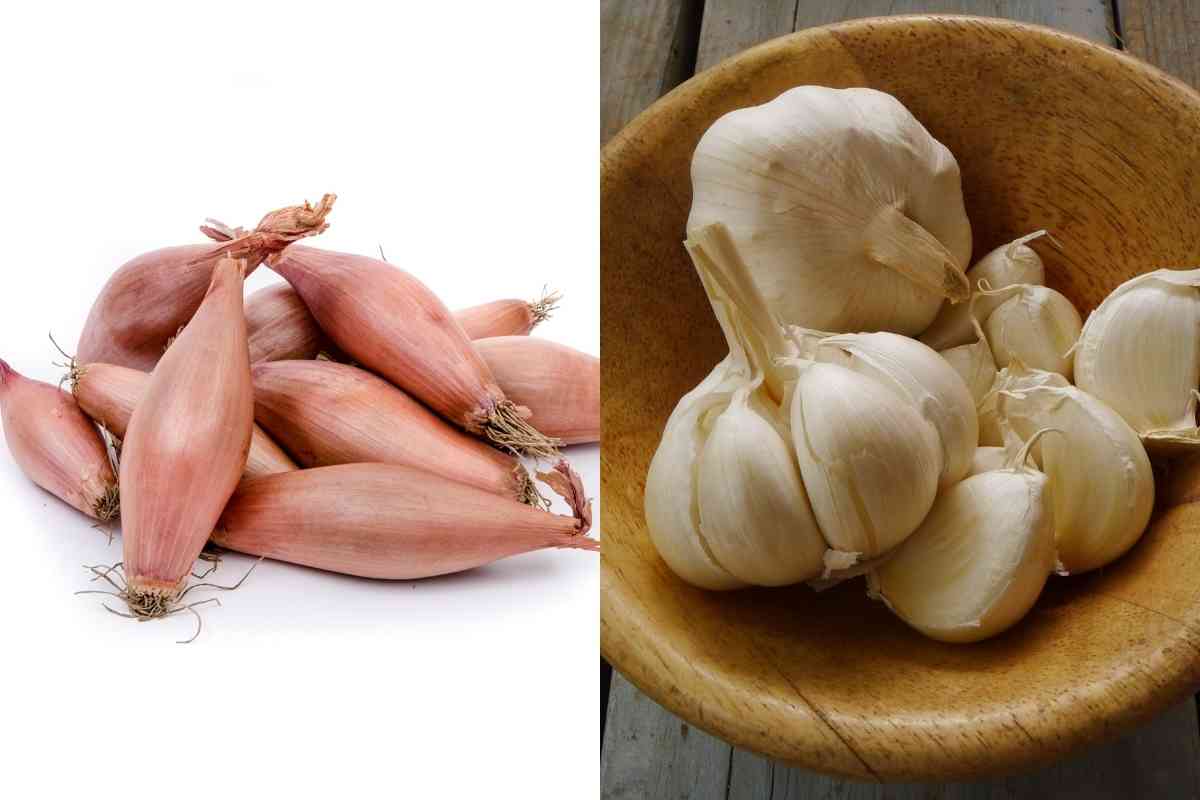 Shallots Vs Garlic Key Differences