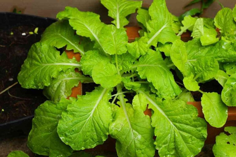 Turnip Greens Vs Collard Greens Key Differences