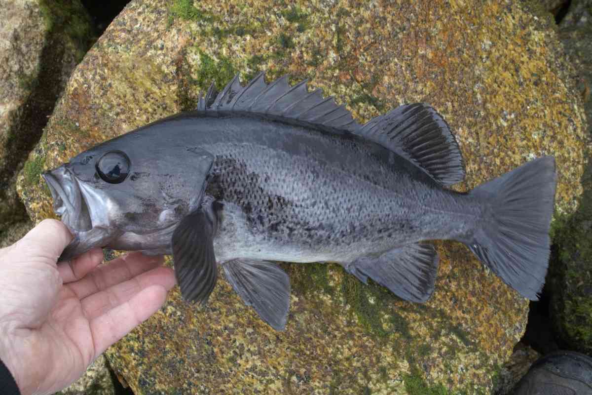 Rockfish Vs Red Snapper Are They the Same?