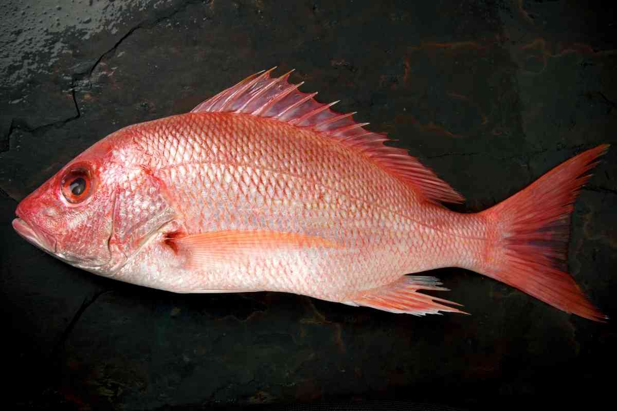 Rockfish Vs Red Snapper Are They the Same?